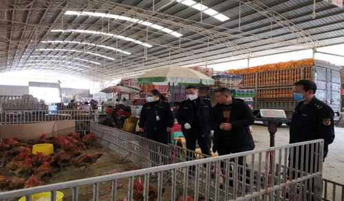 农业支队开展畜禽产品供给及生产安全专项执法检查
